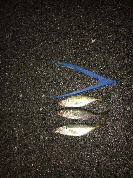 アジングは楽しい