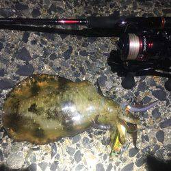 テンポ良く釣れました