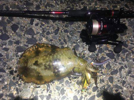 テンポ良く釣れました