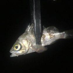 いつまで釣れ続けるの？