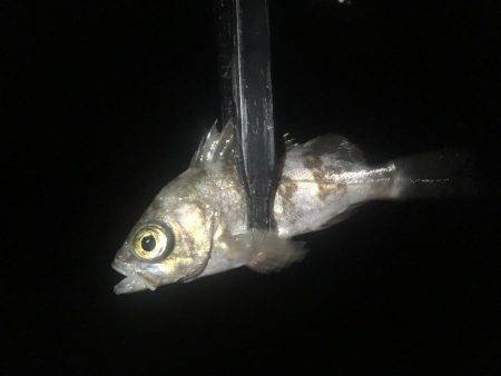 いつまで釣れ続けるの？