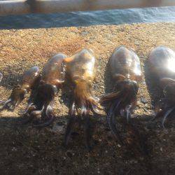 アオリ釣りに行って来ました。