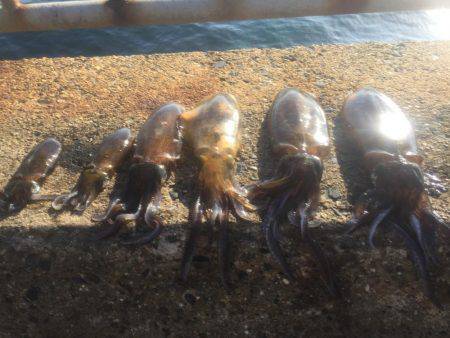 アオリ釣りに行って来ました。