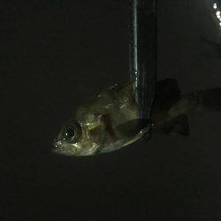 大雨だとダメなのか?!