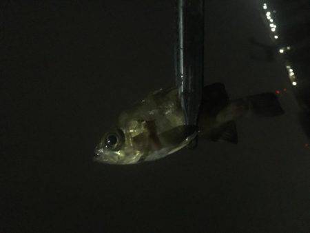 大雨だとダメなのか?!