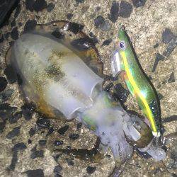 何とか一杯❗️