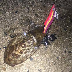 午前3時から朝までの予定でしたが。