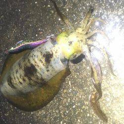 朝マヅメ×大雨×エギング！