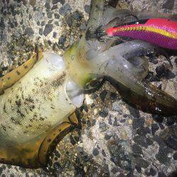 大きいサイズを求めて…