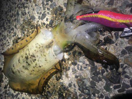 大きいサイズを求めて…