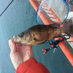 マダイのはずがメバル