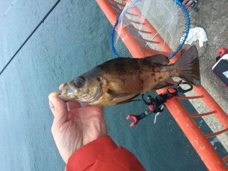 マダイのはずがメバル