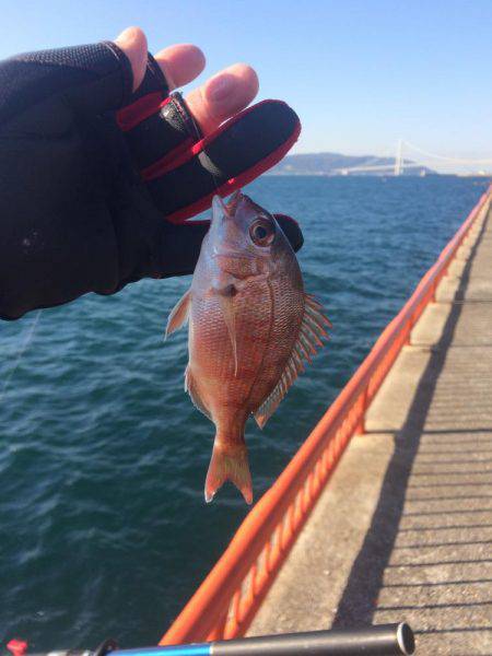 マダイを育てて帰りました