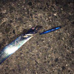 タチウオ釣行①