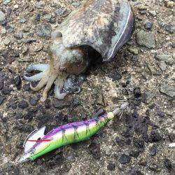 タチウオ&コウイカ釣行