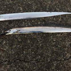 朝マズメタチウオ