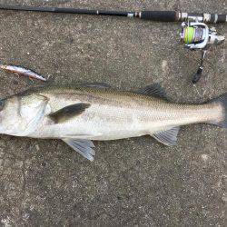 デイゲームシーバス