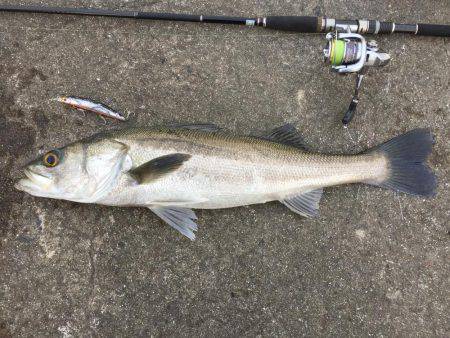 デイゲームシーバス