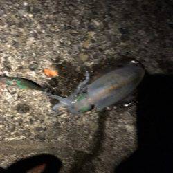 居眠りエギング