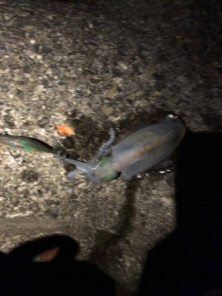 居眠りエギング