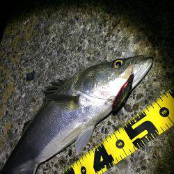 この時期はバイブレーション！