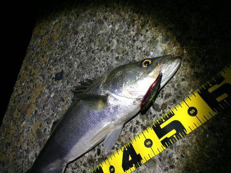 この時期はバイブレーション！