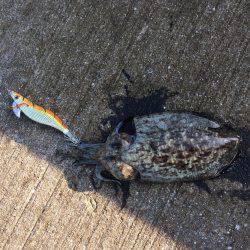 強風でよく飛ぶ