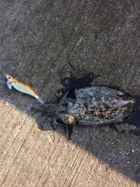 強風でよく飛ぶ