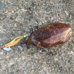 朝まづめコウイカ釣行③