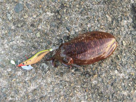 朝まづめコウイカ釣行③