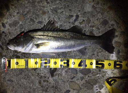 シーバス絶好調！