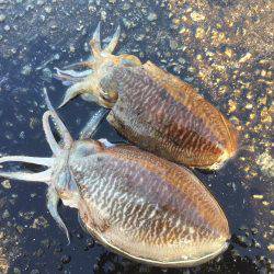 久々の朝まづめコウイカ釣行