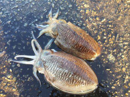 久々の朝まづめコウイカ釣行