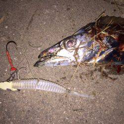 アタリはあれどキャッチは難しかった