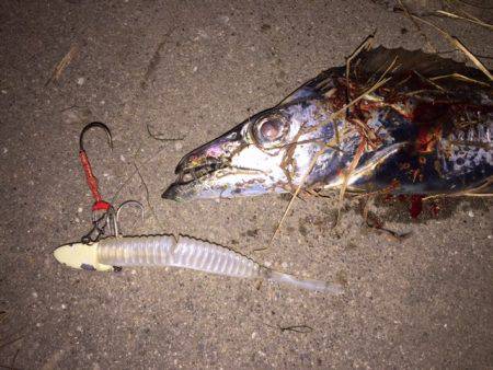 アタリはあれどキャッチは難しかった