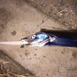 ガンガンしゃくりでガッチリ!