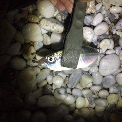 サーフアジング！