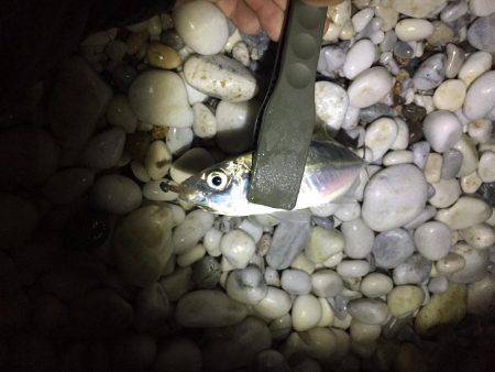 サーフアジング！