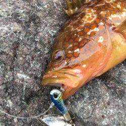 根魚ライトゲーム