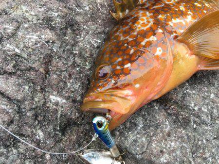 根魚ライトゲーム