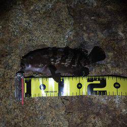 久々のロックフィッシュ