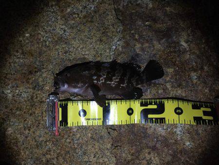 久々のロックフィッシュ