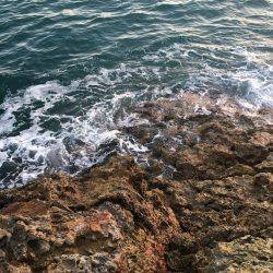 サッパリ朝マズメ釣行