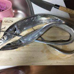 ワインド 太刀魚