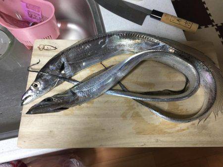 ワインド 太刀魚