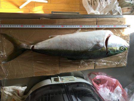 青物、自己記録