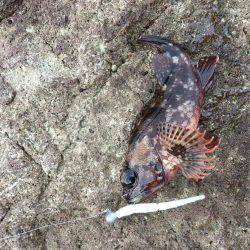 磯でジグヘッド