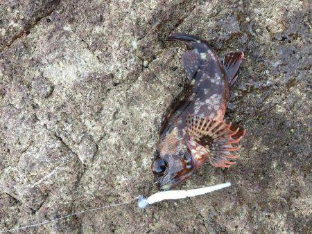 磯でジグヘッド