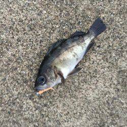 夕方メバリング