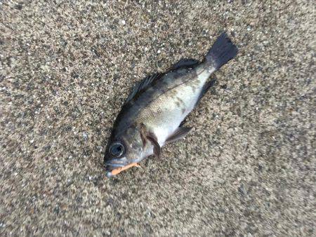 夕方メバリング